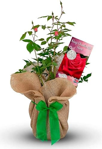 Carbeth Plants King Charles III Rose Bush in 3L Pot - Red Hybrid Tea Rose with Fragrant Blooms - Repeat Flowering for Beds, Borders & Containers