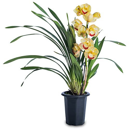 Orquídea Barco o Flor de Dragón Natural - Cymbidium -