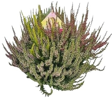 Brezo Arbustivo Planta de Poco Riego - Mix Color - Ideal para Exterior