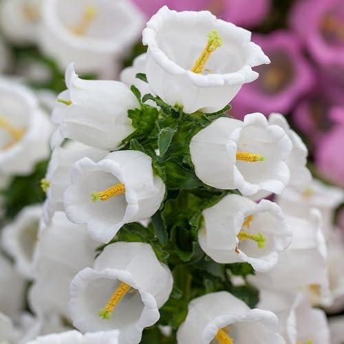 90 graines de fleurs de campanule