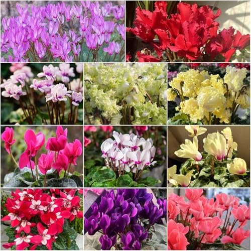 alpenveilchen pflanzensamen topfpflanzen gartenblumen exotische frühlingsblumen stauden winterhart mehrjährig, kräutersamen - Seltene serie - blumensamen 100samen