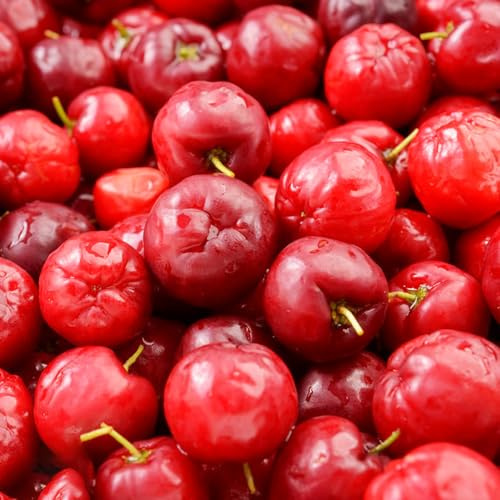 Acerola spalierobst pflanzensamen kirschbaum obstbäume büropflanzen obstpflanzen bonsai bäumchen kaufen topfpflanzen draußen winterhart säulenobstbäume winterharte balkonpflanzen 150samen