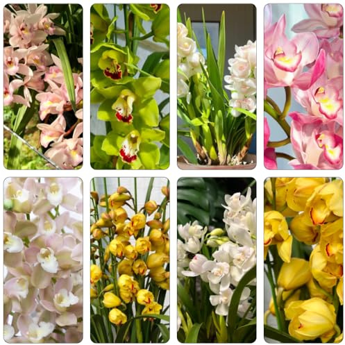orchidea Cymbidium - serrature balcone semi di selvaggio decorazione balcone primavera interni esotici primavera selvaggio, 600pcs