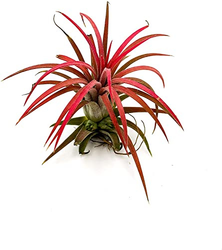 Tillandsia Fuego DECOALIVE Planta del Aire de Color Rojo muy Intenso