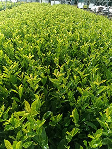 60-90cm Cherry Laurel Evergreen Hedging in 2ltr POTS (20 Pack)