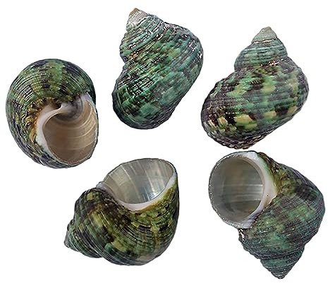 HIFRQVVC Coquillage Naturel,Coquillages de Plage, Coquilles de Bernard-l'ermite Fournitures de Bernard-l'ermite Remplacement de Bernard-l'ermite Coquille spéciale Coquille de conque Naturelle