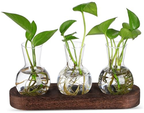 HEMOTON Hydrokultur Vase Klare Blumenvase Für Desktop Anzuchtstation Aus Mit Holzsockel Tischdekoration Heimdekoration