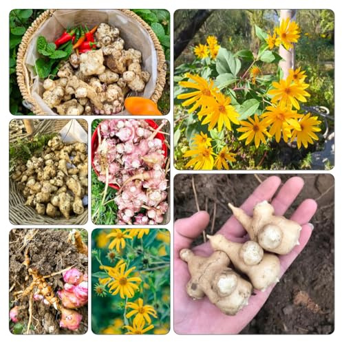 topinambur kaufen nachhaltige geschenke heilkräuter gemüsesamen balkon alte gemüsesorten wildkräuter indoor kräutergarten geschenk wintergemüse kräuterpflanzen seltene 350samen