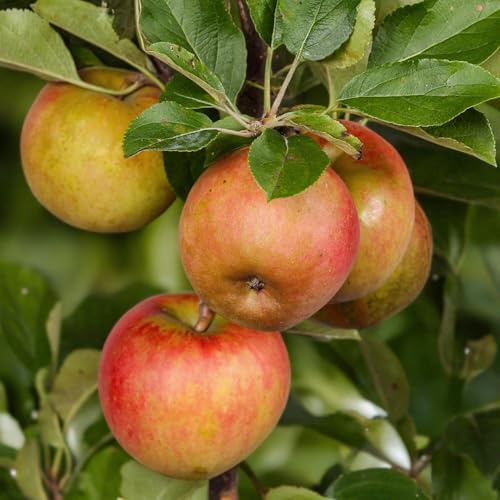Pommier Malus domestica « Elstar », pommes rouges et vertes, pour jardin et balcon, facile d'entretien, pot de 21 cm de diamètre, hauteur : environ 90 cm
