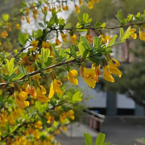 ginster blumenwiese mehrjährig ginster winterharte deko balkon für sonnige plätze schnittblumen kletterpflanzen 35samen