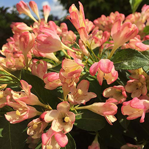 Weigela 'All Summer Peach' in a 8/9cm Pot