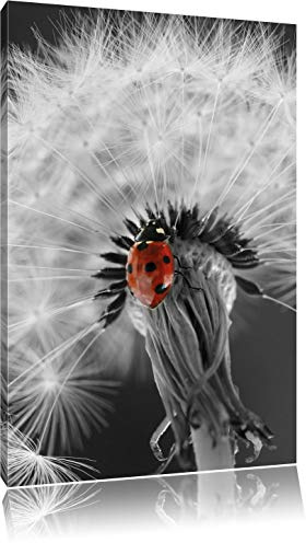 Pixxprint schöner Marienkäfer auf Pusteblume, Größe: 80x60cm, Leinwandbild, fertig gespannt, Wandbild, Dekoration, Kunstdruck, kein Poster