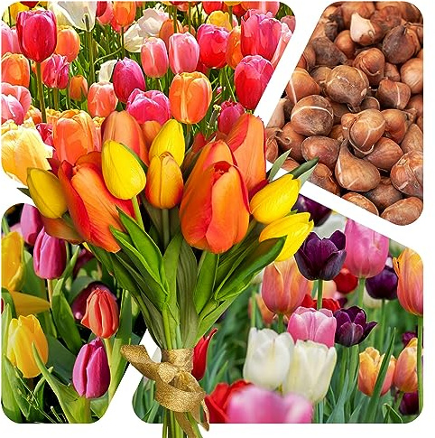 Tulpen Zwiebeln (50 Stück)- Blumenzwiebeln bunte Frühlings Mischung - Grösse 10/11 - mehrjährig - winterhart - SAISONWARE - NUR KURZE ZEIT ERHÄLTLICH