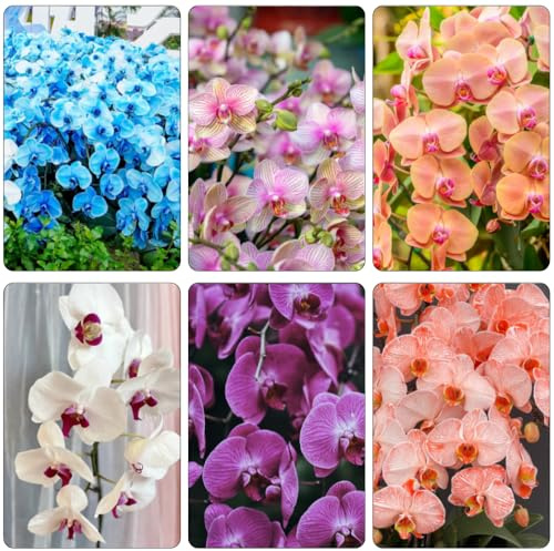Phalaenopsis perenni resistenti riverdimento tetti interni esotici primavera acquistare semi orchidee foglia perenne 225pcs
