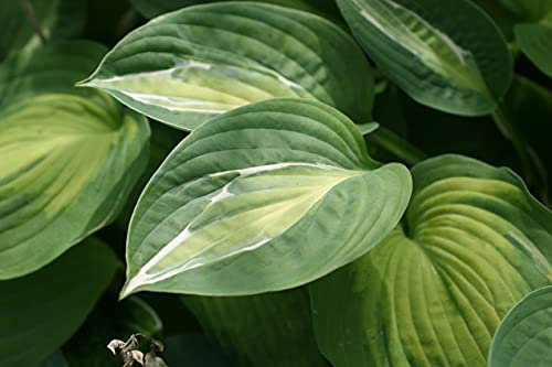 Hosta 'Snake Eyes' in 2 Litre Pot