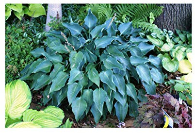 1 Litre Potted “Hosta Blue Angel” (Plantain Lily) Hardy Garden Perennial : - by GARTHWAITE NURSERIES® : - UK Stockist