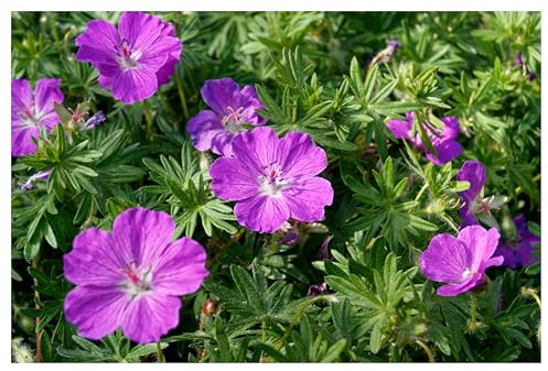 Stauden Gänge 3 x Geranium sanguineum 'Dilys' (Winterhart/Stauden/Staude/Mehrjährig/Bodendecker) Pinker Blut Storchschnabel - Leuchtende Blüten für monatelange Gartenfreude - Bienenfreundlich