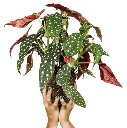DECOALIVE Begonia Maculata Planta Alas de Ángel Polka Dot Planta Interior Natural