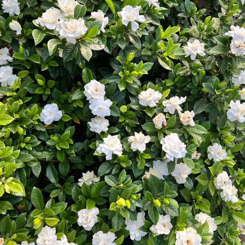 semillas de gardenia resistentes - interior jardín perennes decoración 2pcs