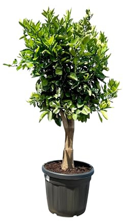 Oranger XXL - Citrus Sinensis - Arbre fruitier - 180 cm - arbre de 25 ans
