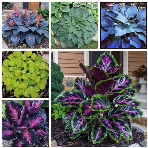 Hostas Bulbs Garden Crop for Planting Now UK Strong Plants That Grow Well Mix Golden Jade Carving Feels Beautiful Now Mixed-10bulbs-A