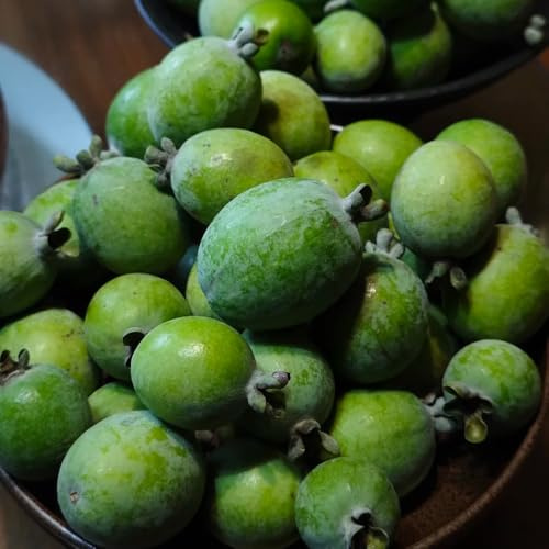 Semi di feijoa, regali per gli amanti del giardino Acca sellowiana, colonnare semi per il giardino arbusti vecchie varietà fresca da 20pcs