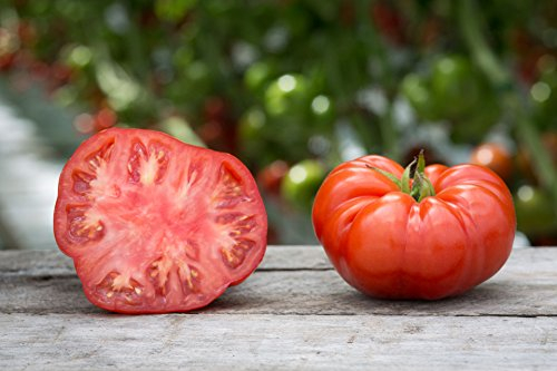 Viridis Hortus - Tomato Beefsteak 25 x Vegetable Seeds (GMO Free)