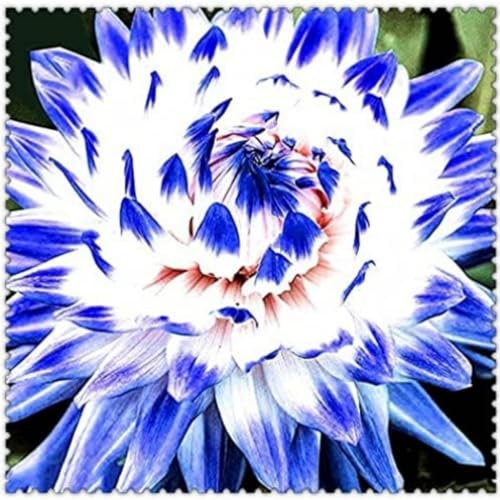 Dahlia Bulbs Garden Crop for Planting Now UK Strong Plants That Grow Well Mix Golden Jade Carving Feels Beautiful Now Mixed