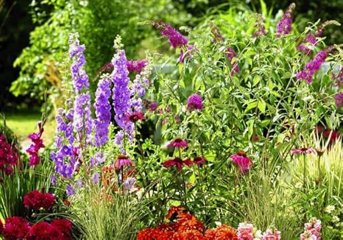 1 Pack of 1g SEEEDS Snapdragon Zinnia Larkspur Aster Marigold