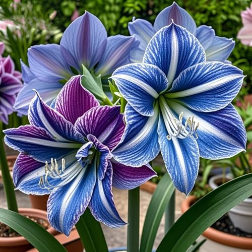 Amaryllis selezionata&perenne,resistenti,adatte per la decorazione di giardini e balconi/belle/adatte come regali per le feste-1bulbi-A