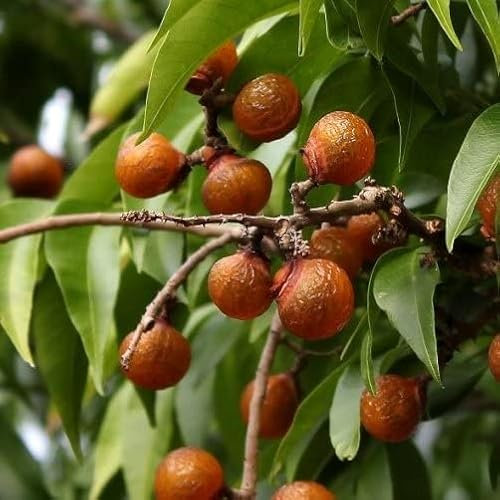 PISapindus saponaria – Albero del Sapone H 150 cm, Pianta Decidua da Frutto Naturale Ricco di Saponina, Detergente Vegetale 100% – FOTO REALI