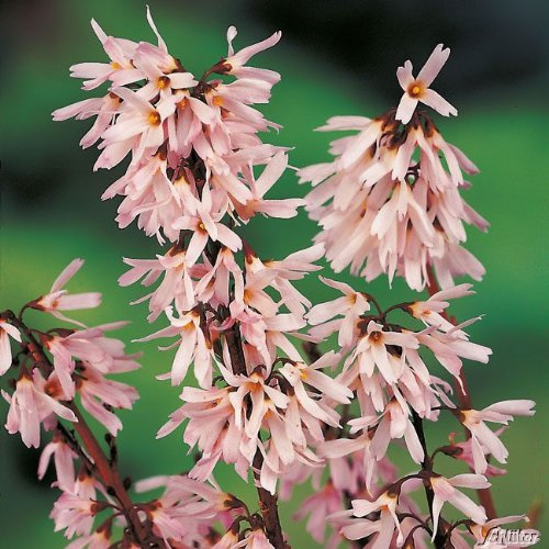 Rosenforsythie 'Roseum'