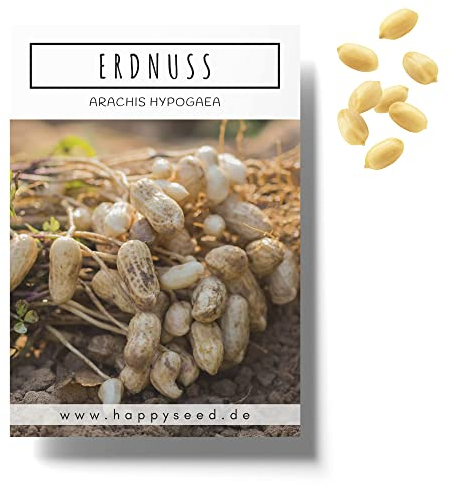 Erdnuss Samen (Arachis hypogeae) - Nährstoffreiches Erdnuss Saatgut ideal für die Anzucht im Garten, Balkon oder Terrasse