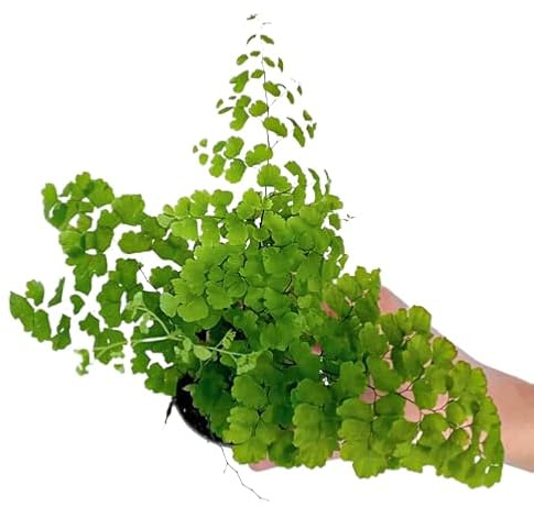Adiantum Natural Planta Conocida como Cabello de Venus por sus Peculiares Hojas Colgantes