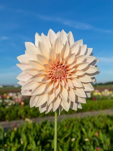 Dahlie Café au Lait | 1 Stück | Knolle | Schnittblume | Crème | 100% Blütegarantie | QFB Gardening
