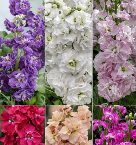 50pcs Mixed Column Stock Seeds Flower Matthiola Incana Blossom Stock