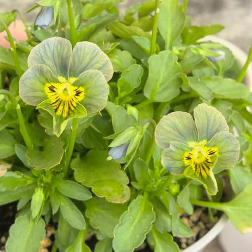 viola cornuta, in vaso estremamente resistenti selvatici giardino per esterni tappezzante resistente e fiorita primaverili 350semi
