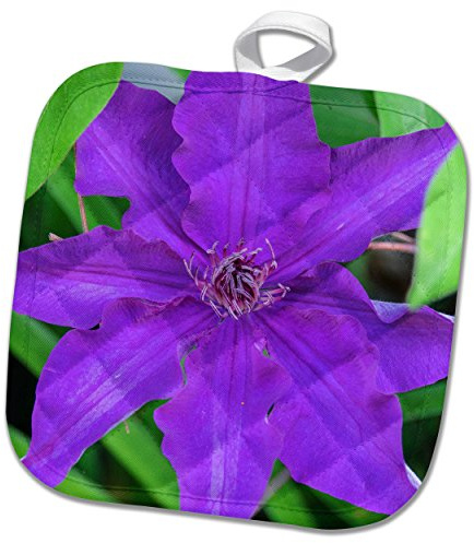 8x8 Potholder - Purple Clematis Flower, Reading, Massachusetts, USA Flowers