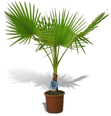 Palmera de Exterior Washingtonia Robusta Planta Natural