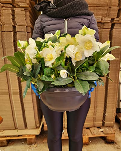 POWERS TO FLOWERS - HELLEBORUS XXL ESEMPLARE, IN CIOTOLA DIAMETRO 35CM DIAMETRO, Elleboro, CONSEGNATO AD INIZIO FIORITURA, Rosa di Natale, Pianta Vera