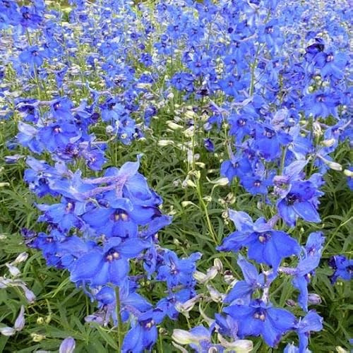 6x Speronella – Delphinium belladonna 'Völkerfrieden' – Vaso 9x9 cm – fioritura blu cielo giardino