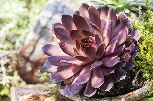Sempervivum x cultorum 'Palisander' 9x9 cm Topf – Winterhart, Immergrün, Pflegeleicht – Hauswurz – Bodendecker für Steingarten & Dachbegrünung