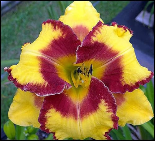 Bulbos de Hemerocallis - Se Acomodan a Diferentes Suelos - Florecen de Forma Continuada - Hemerocallis bulbos -3 Bulbos-I