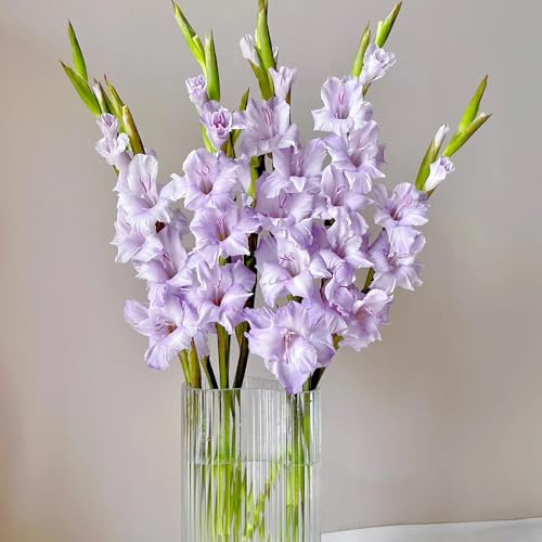 Gladiolen, decoration Gladiolus, herbstzeitlose gartenpflanzen gärtner geschenke 2Zwiebeln