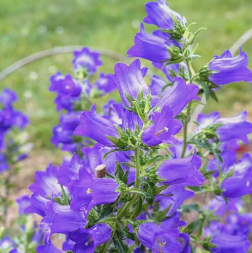 1 Pack of 2200 SEEEDS Canterbury Bells Campanula Medium Single Light Blue