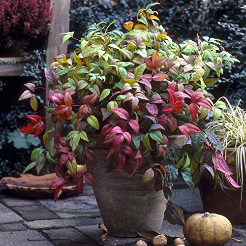 YouGarden Nandina domestica 'Fire Power', Heavenly Bamboo Plant, Established in 2L Pot, Ready to Plant