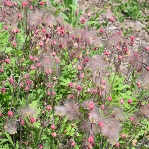 semillas de humo de pradera balcón jardín, geum trium, para lugares soleados de primavera, resistentes 150pcs