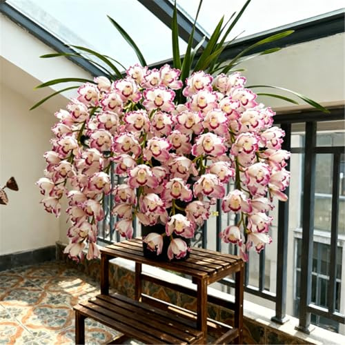 Orchidea Cymbidium profumata - Decorazione di alta qualità per il soggiorno - Sempreverde e purificante per l'aria-10 PCS-E