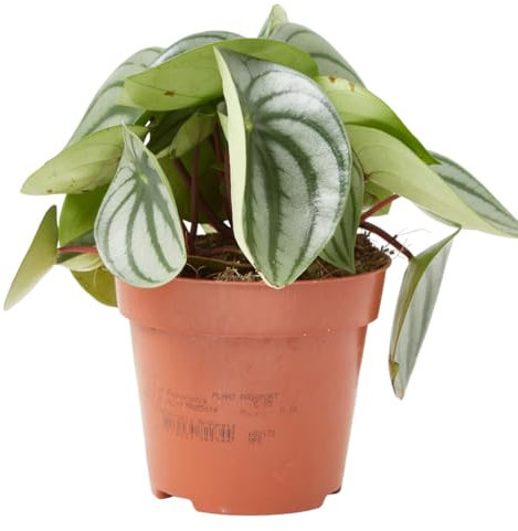 Verdecora Peperomia en maceta de Ø12cm | Variedades | Planta de Interior Compacta y Decorativa | Ideal para Ambientes Modernos y de Fácil Cuidado