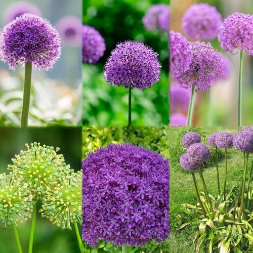 10 piezas bulbos de ajo ornamentales - bulbos primavera de allium perennes resistentes, ornamentales, jardín resistentes al invierno